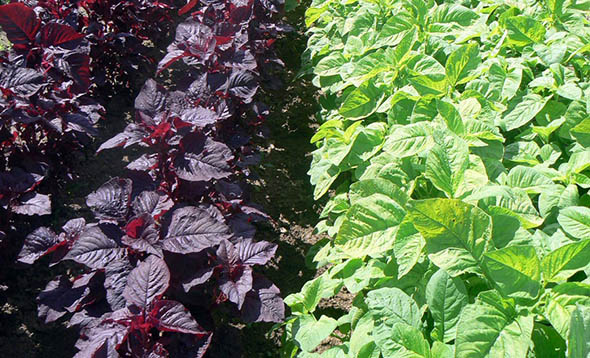 SuperFood: Red and Green Amaranth 
